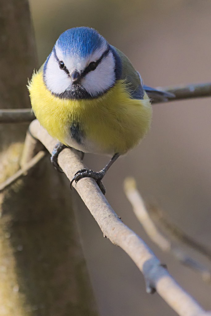 Blaumeise Hochformat
