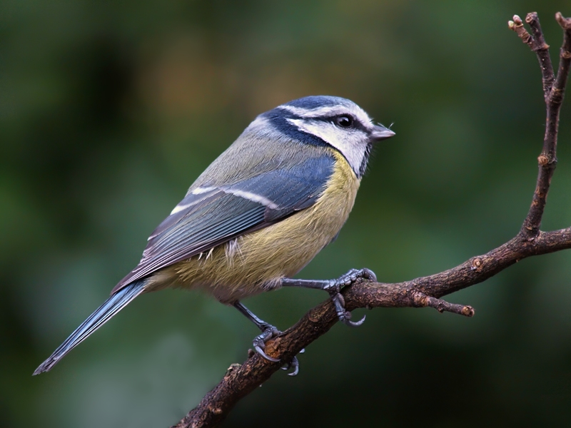 Blaumeise im Profil