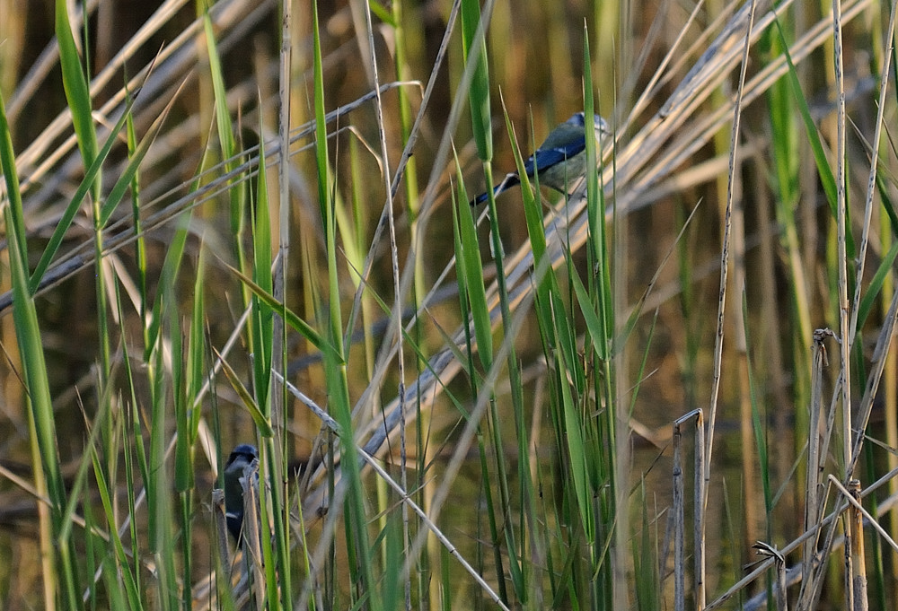 blaumeise JKK 7037