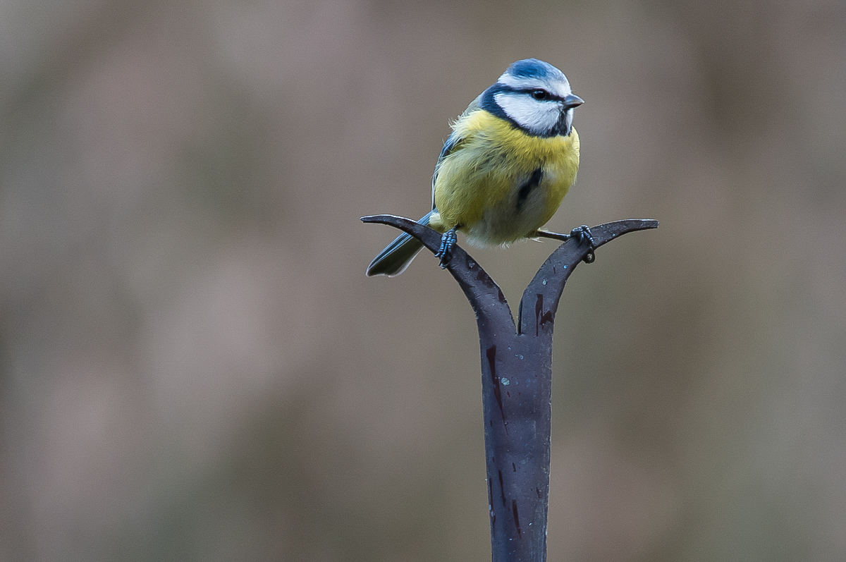 Blaumeise.jpg