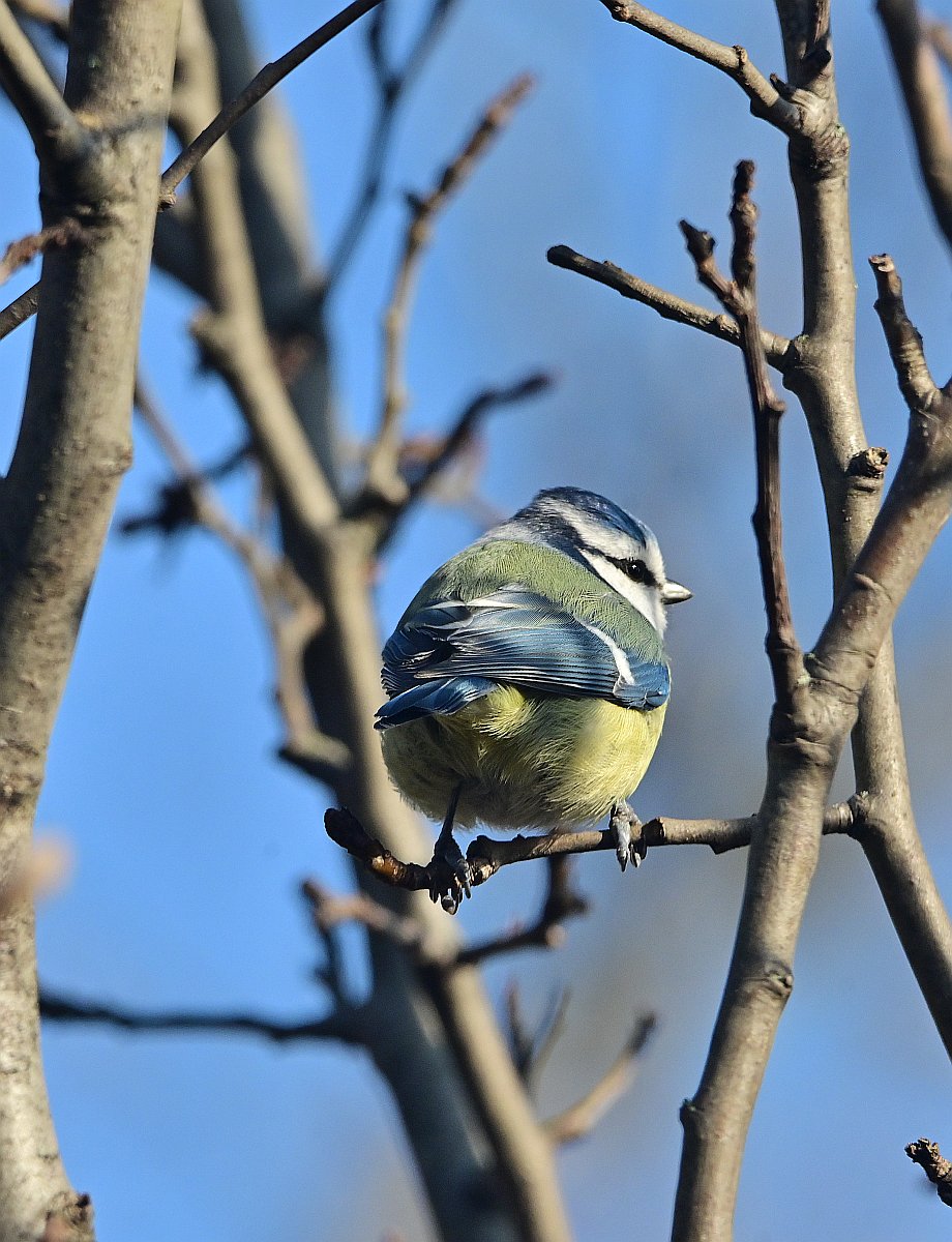 Blaumeise.jpg
