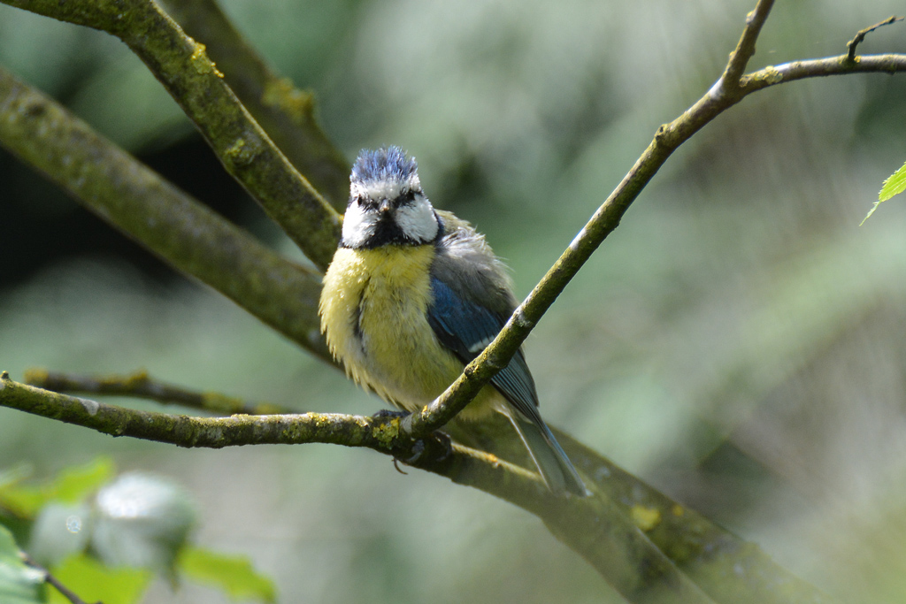 Blaumeise Jungvogel 960