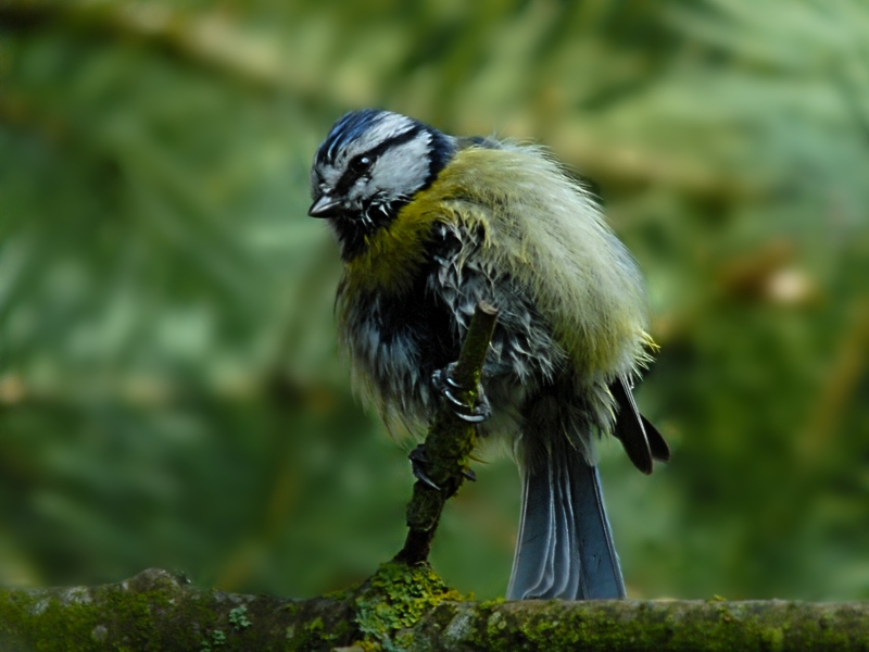 Blaumeise nach dem Bad