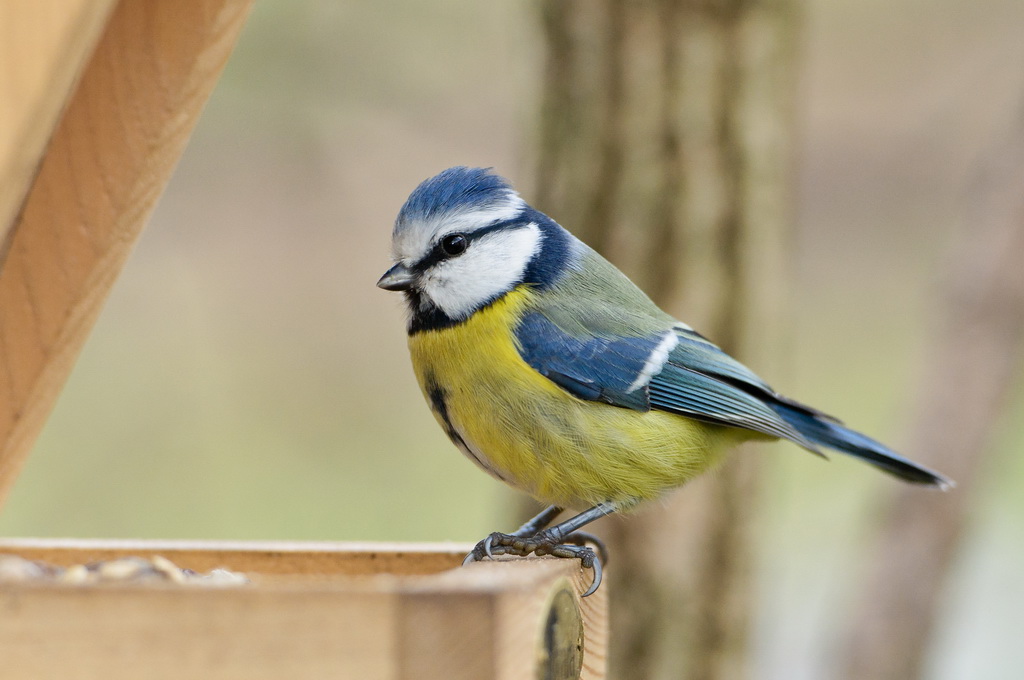 Blaumeise