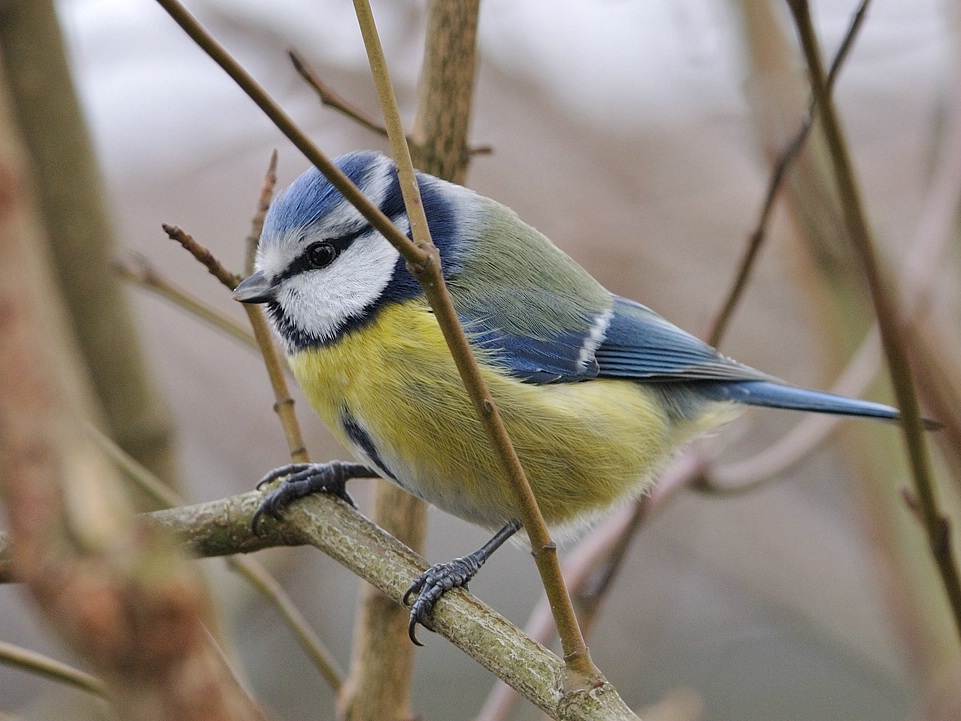 Blaumeise