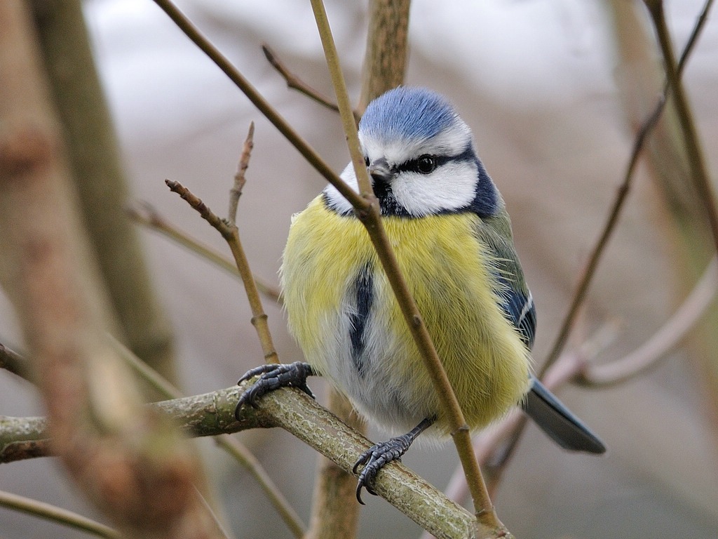 Blaumeise