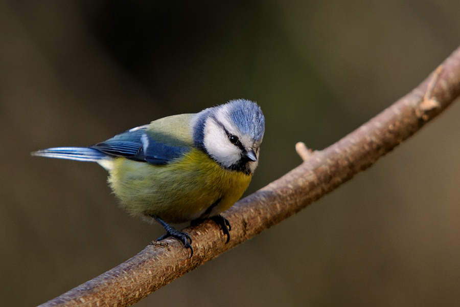 Blaumeise