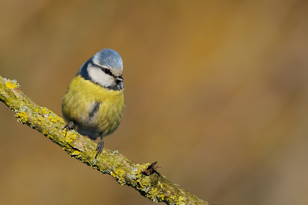 Blaumeise