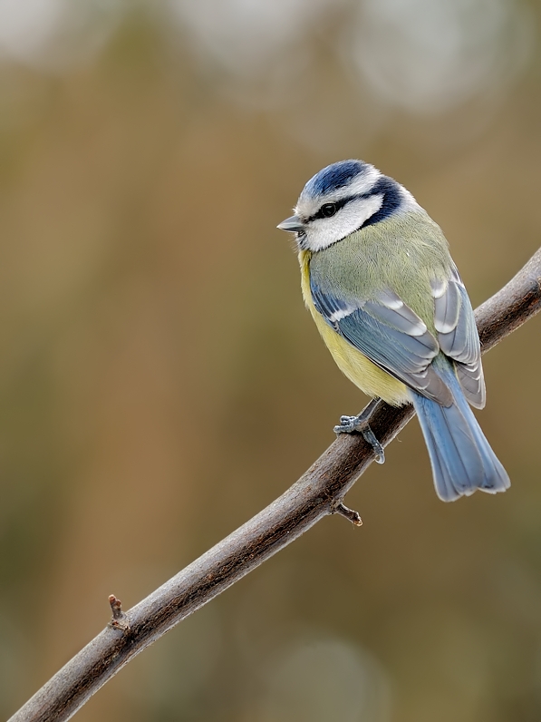 Blaumeise