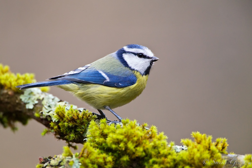 Blaumeise