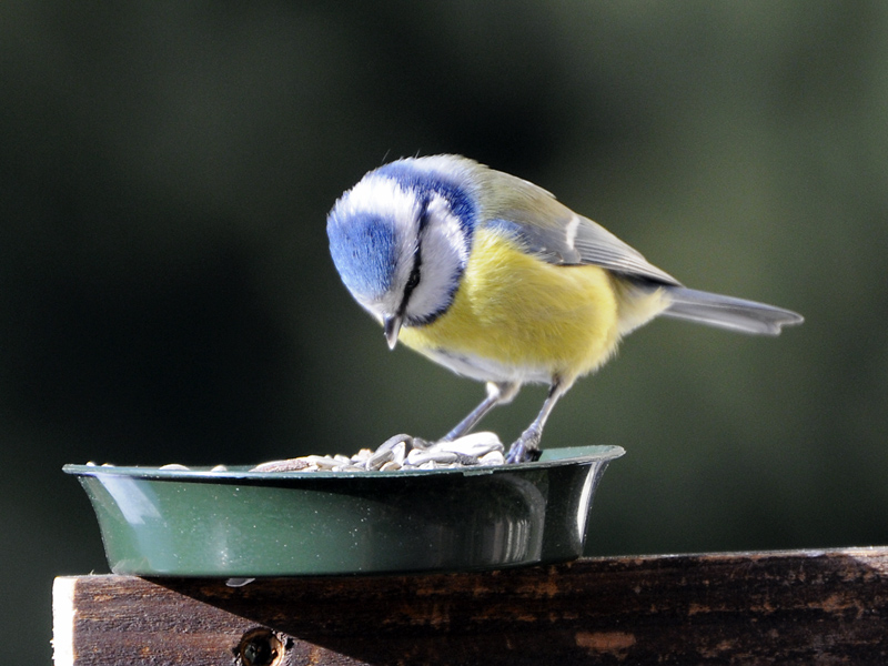 Blaumeise