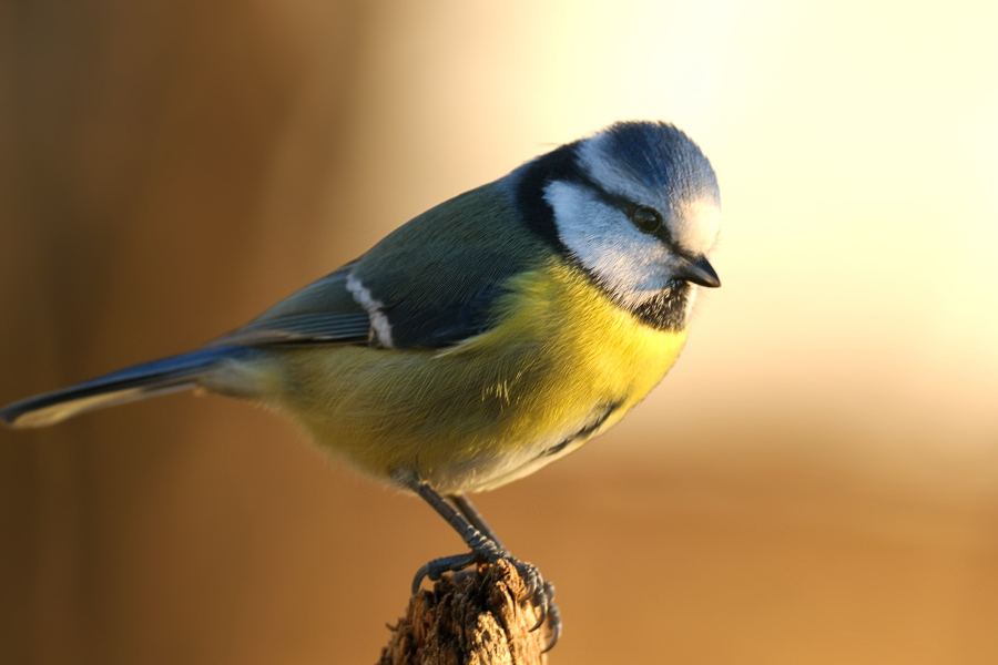 Blaumeise