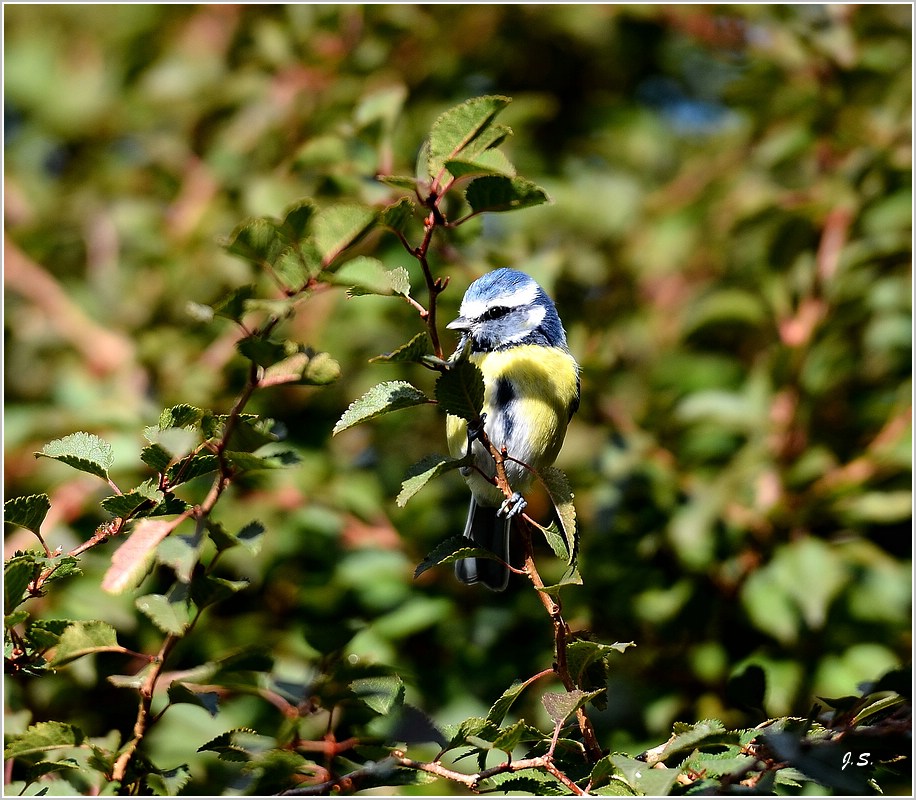 Blaumeise
