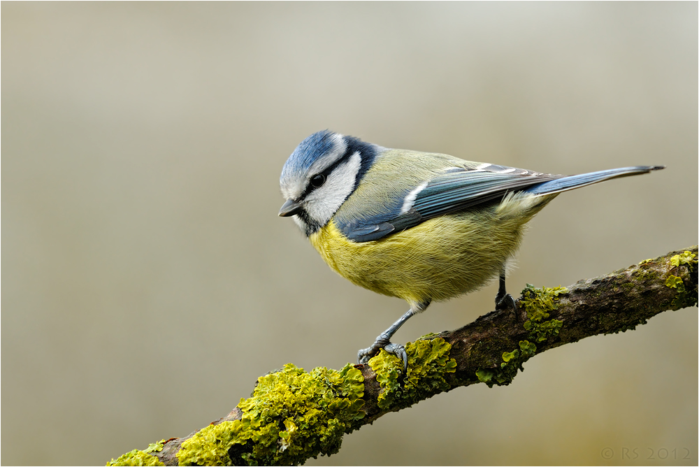 Blaumeise