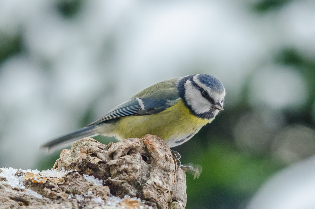 Blaumeise
