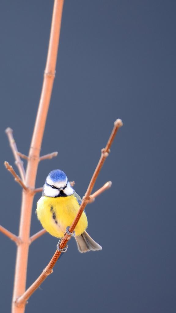Blaumeise