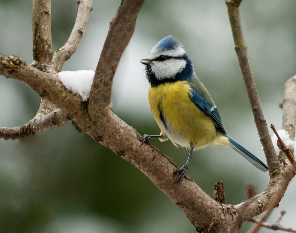 Blaumeise