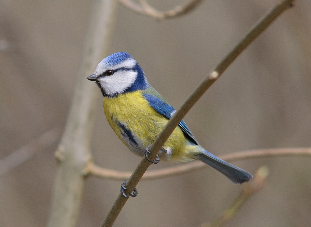 blaumeise