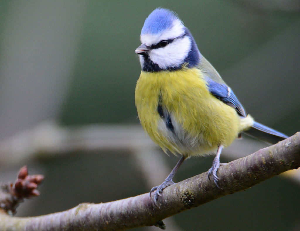 Blaumeise