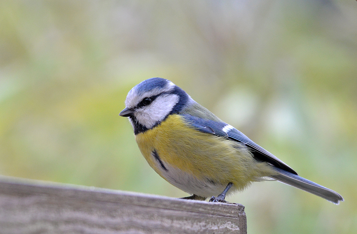 Blaumeise