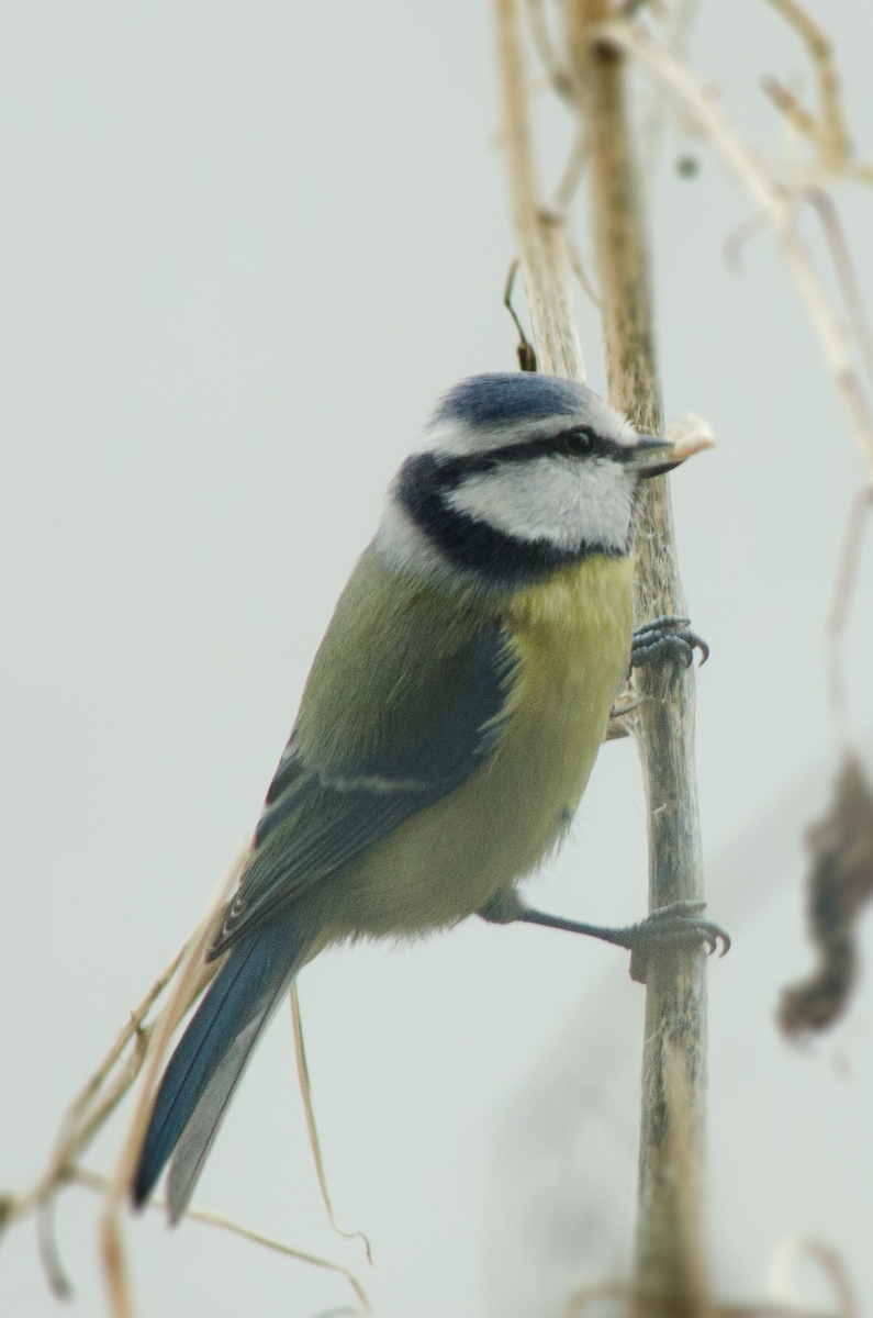 Blaumeise