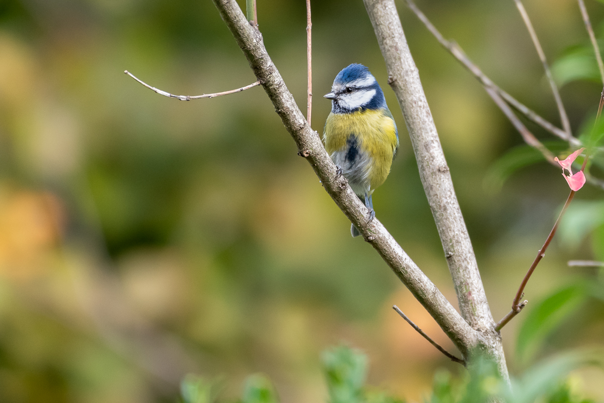 Blaumeise