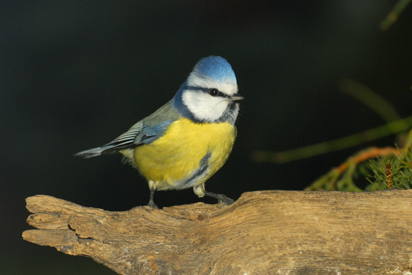 Blaumeise