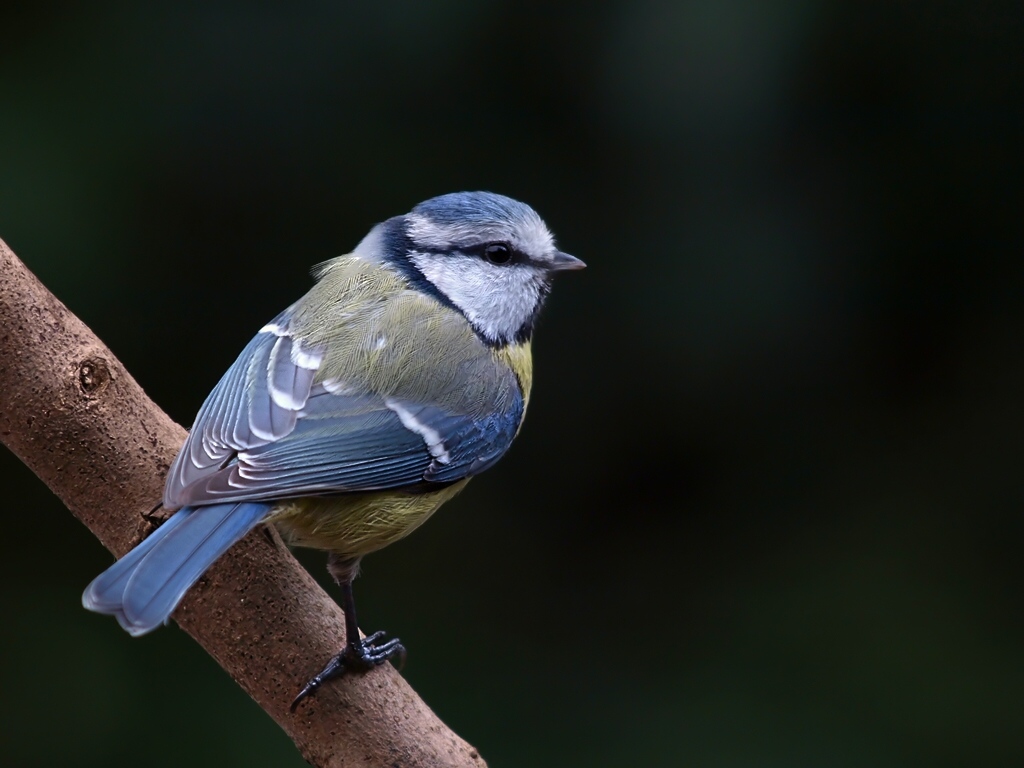 Blaumeise