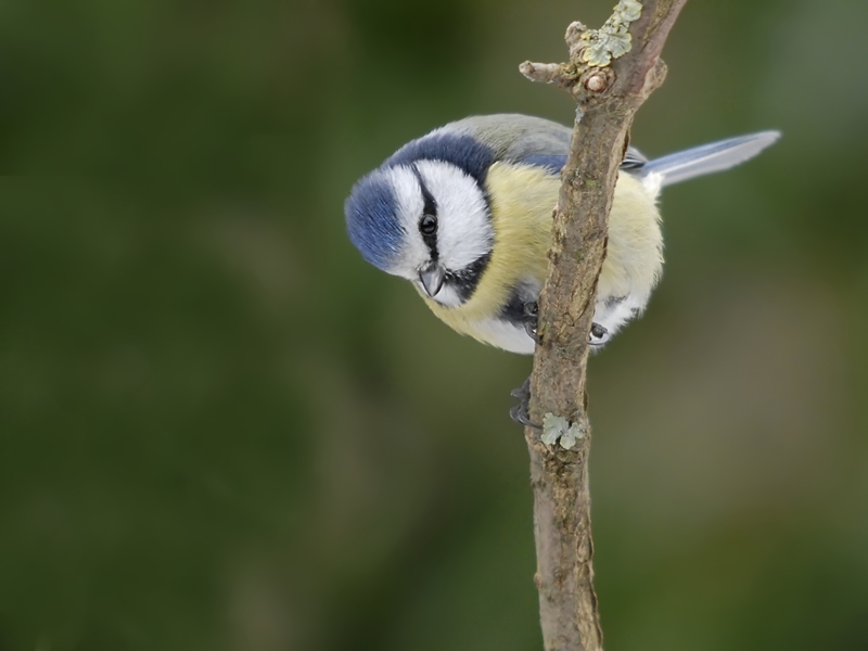 Blaumeise