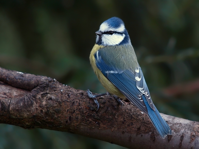 Blaumeise