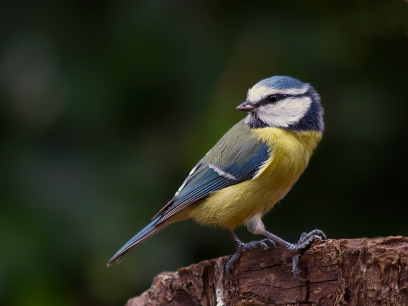 Blaumeise