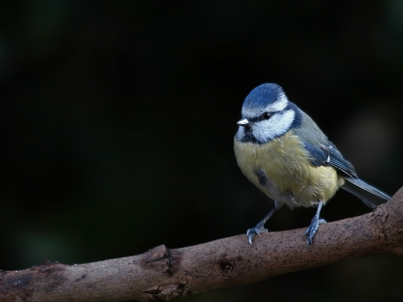 Blaumeise