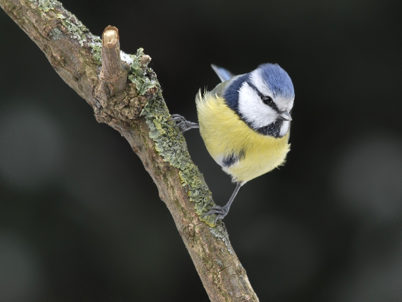 Blaumeise