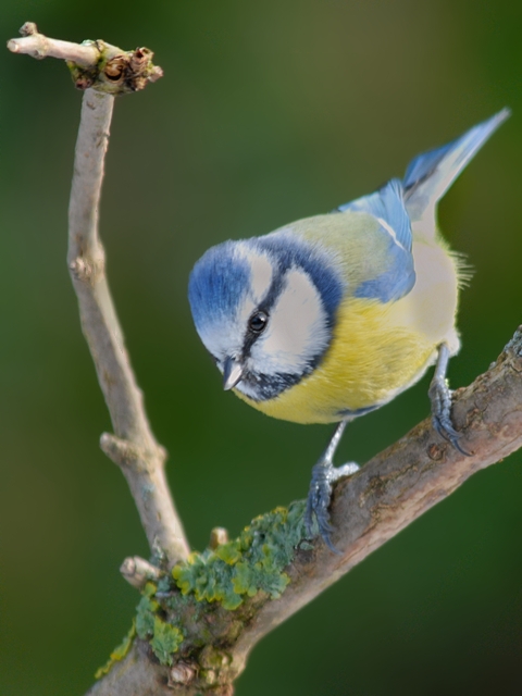 Blaumeise