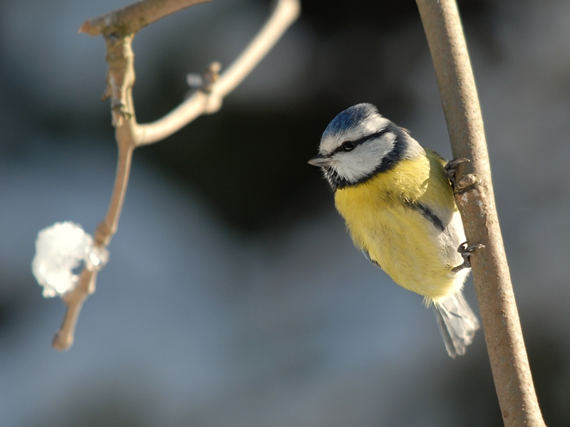 Blaumeise