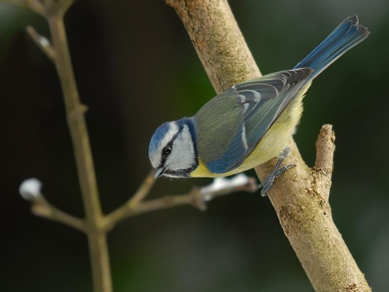 Blaumeise
