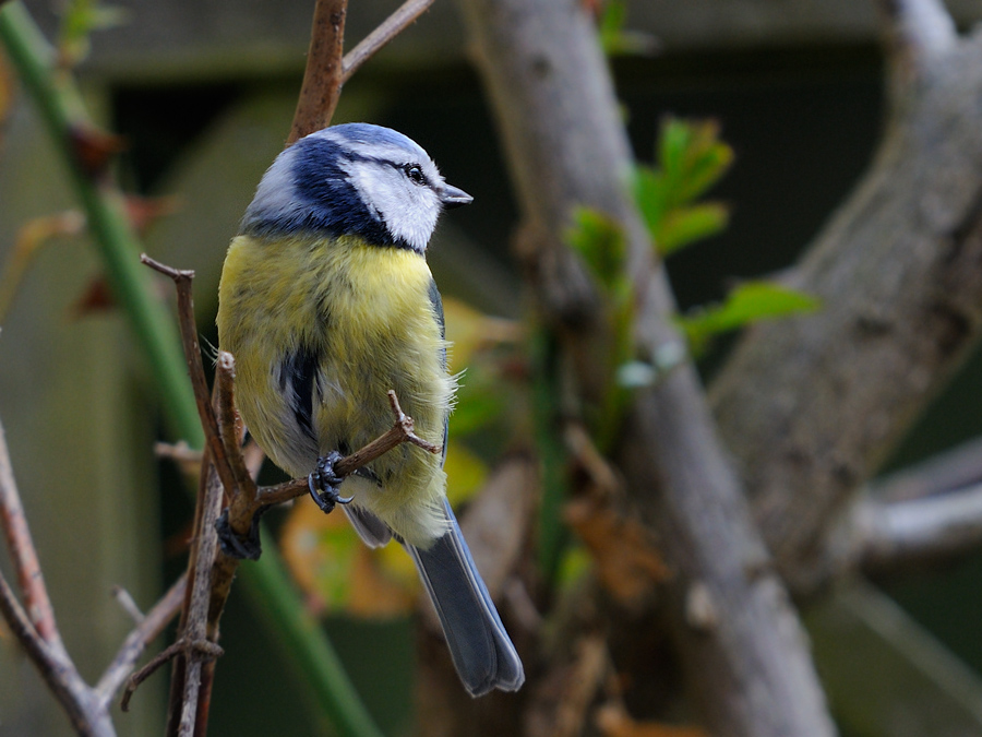 Blaumeise