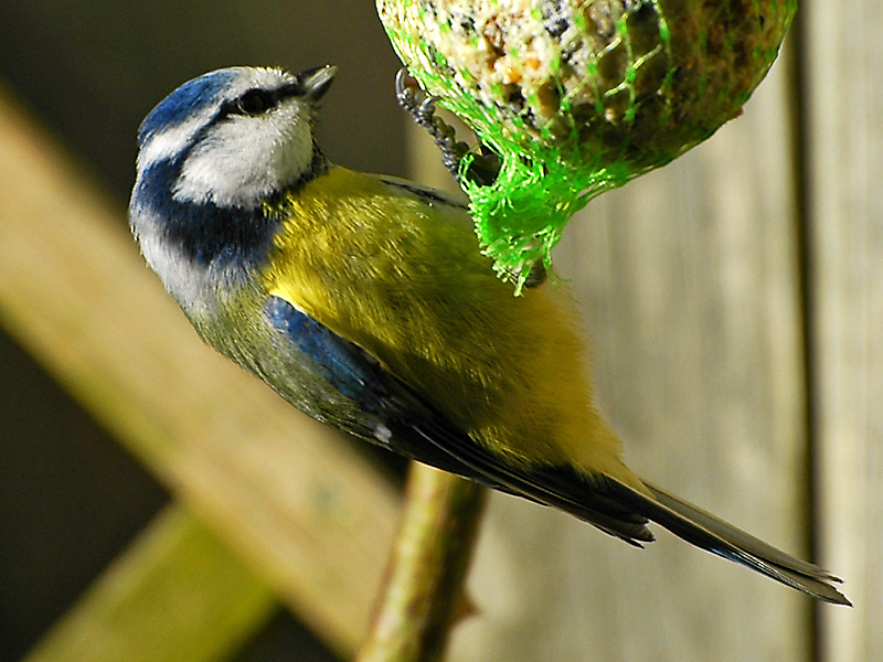 Blaumeise