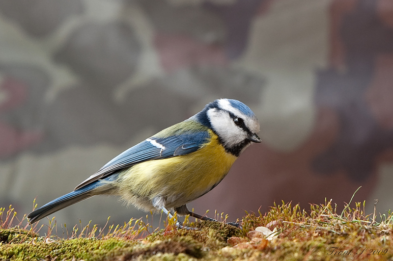 Blaumeise1