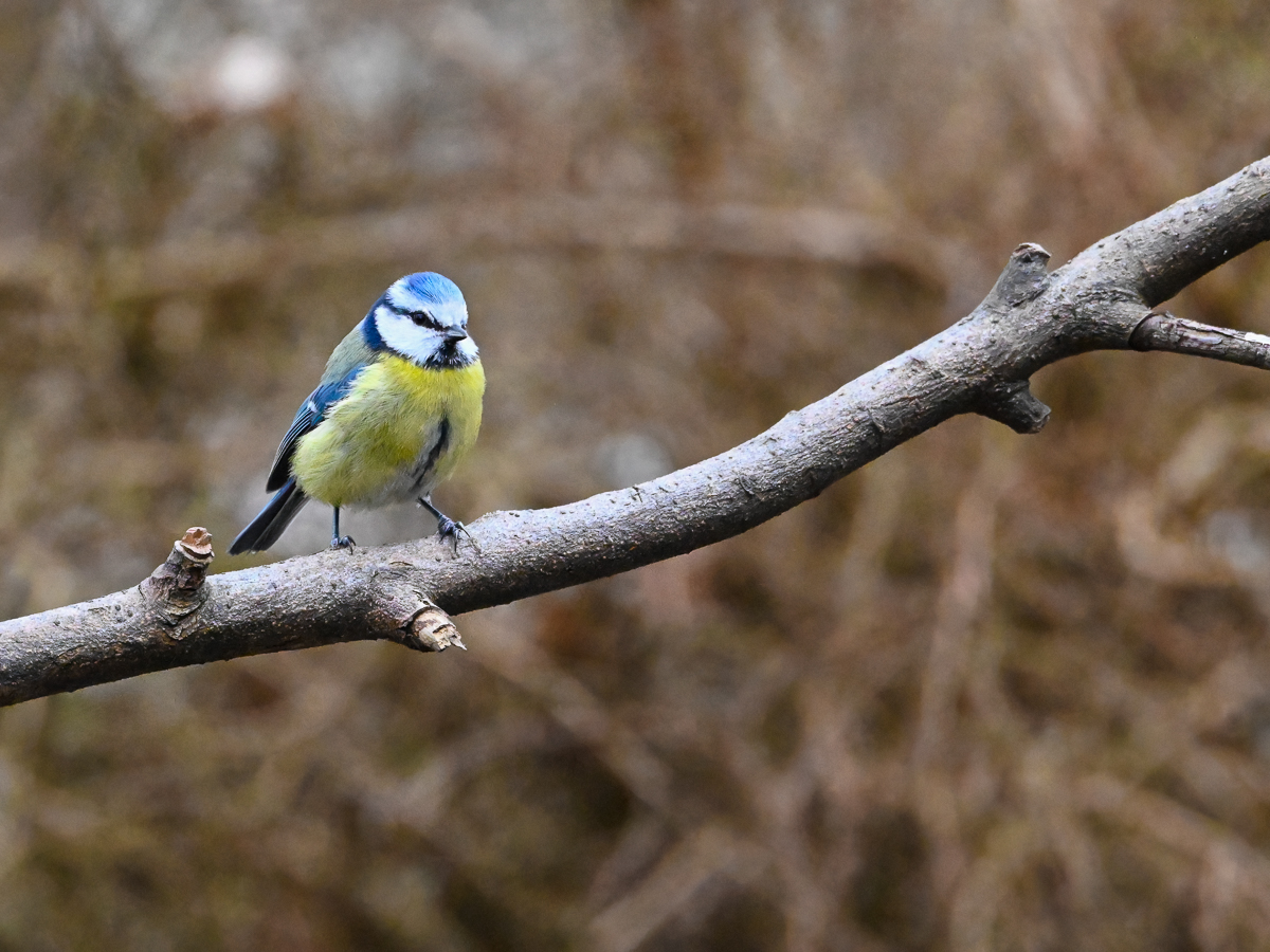 Blaumeise_Zweig.jpg