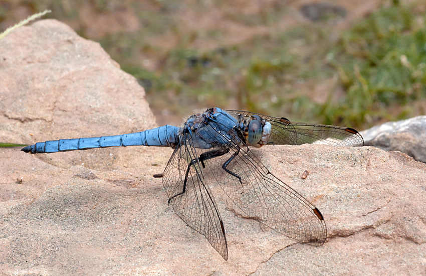 Blaupfeil 2012 06 24 07