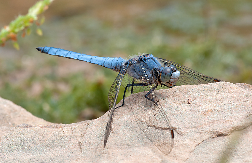 Blaupfeil 2012 06 24 12