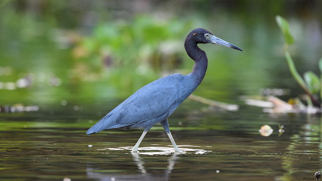 Blaureiher (little blue heron)

s892 PantanalHotel LittleBlueHeron 4798