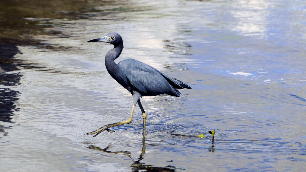 Blaureiher