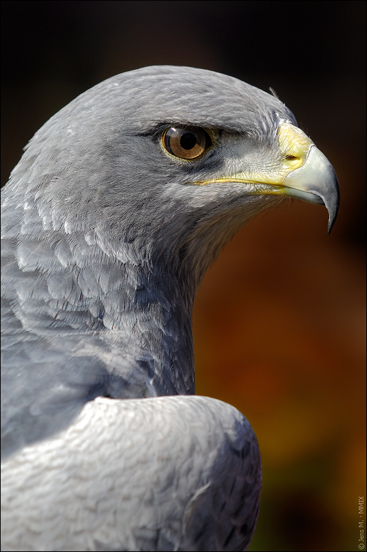 Blausbussard D2X 0129 2b

EXIFs:
Kamera: Nikon D2X
Objektiv: Sigma 70-200mm F2.8 EX DG APO IF HSM
Konverter: Sigma 1,4× APO EX DG Telekonverter
Brennw