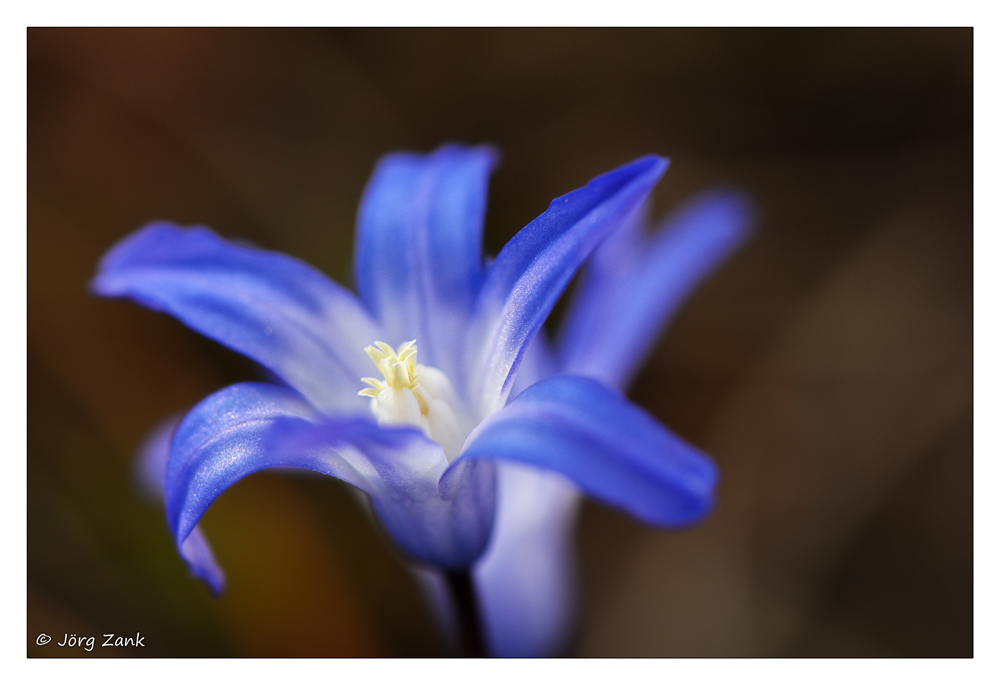 Blausternchen a30705685