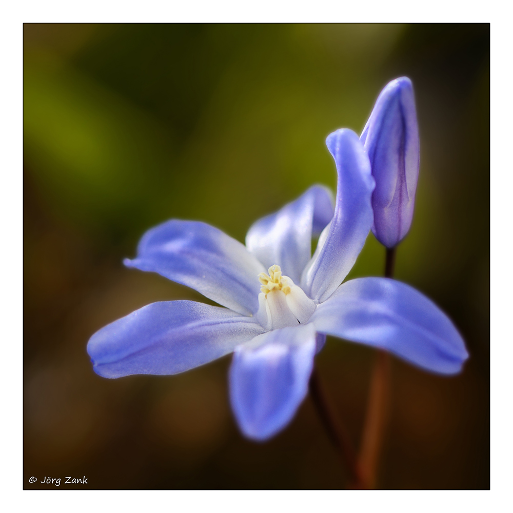 Blausternchen II a30713759