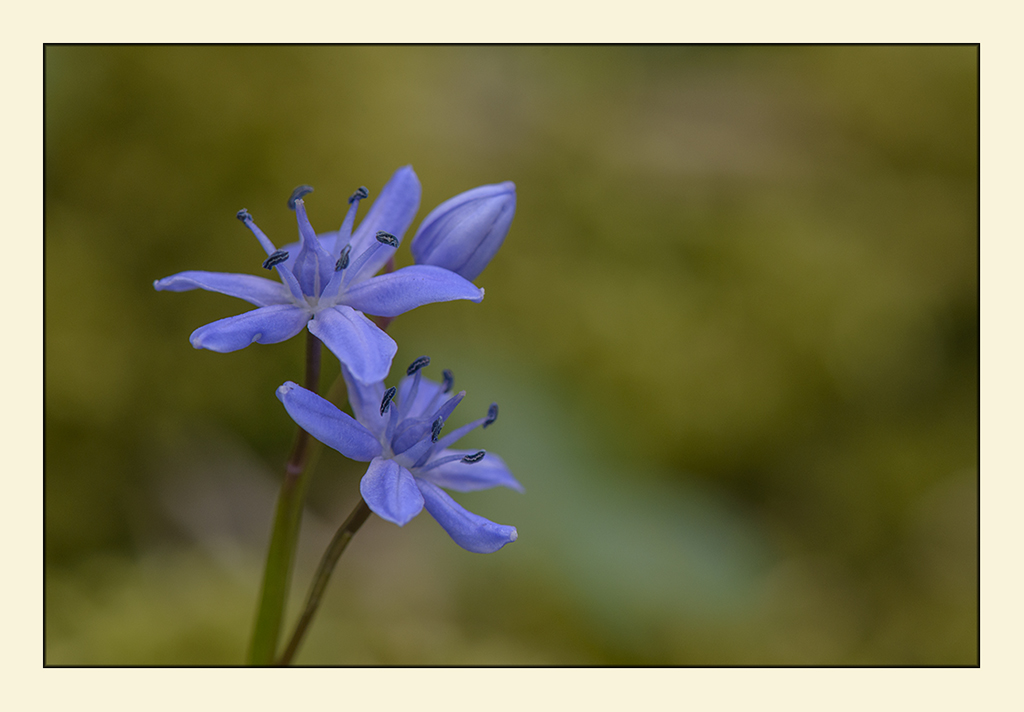 blausterne 2