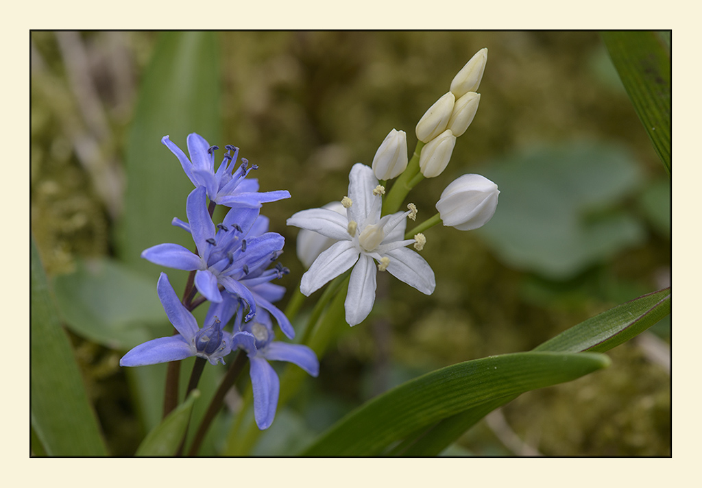 blausterne 3