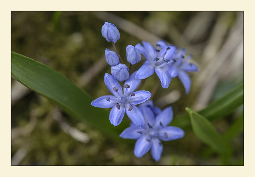 blausterne